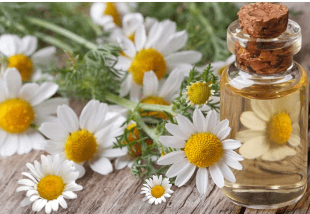 Chamomile essential oil